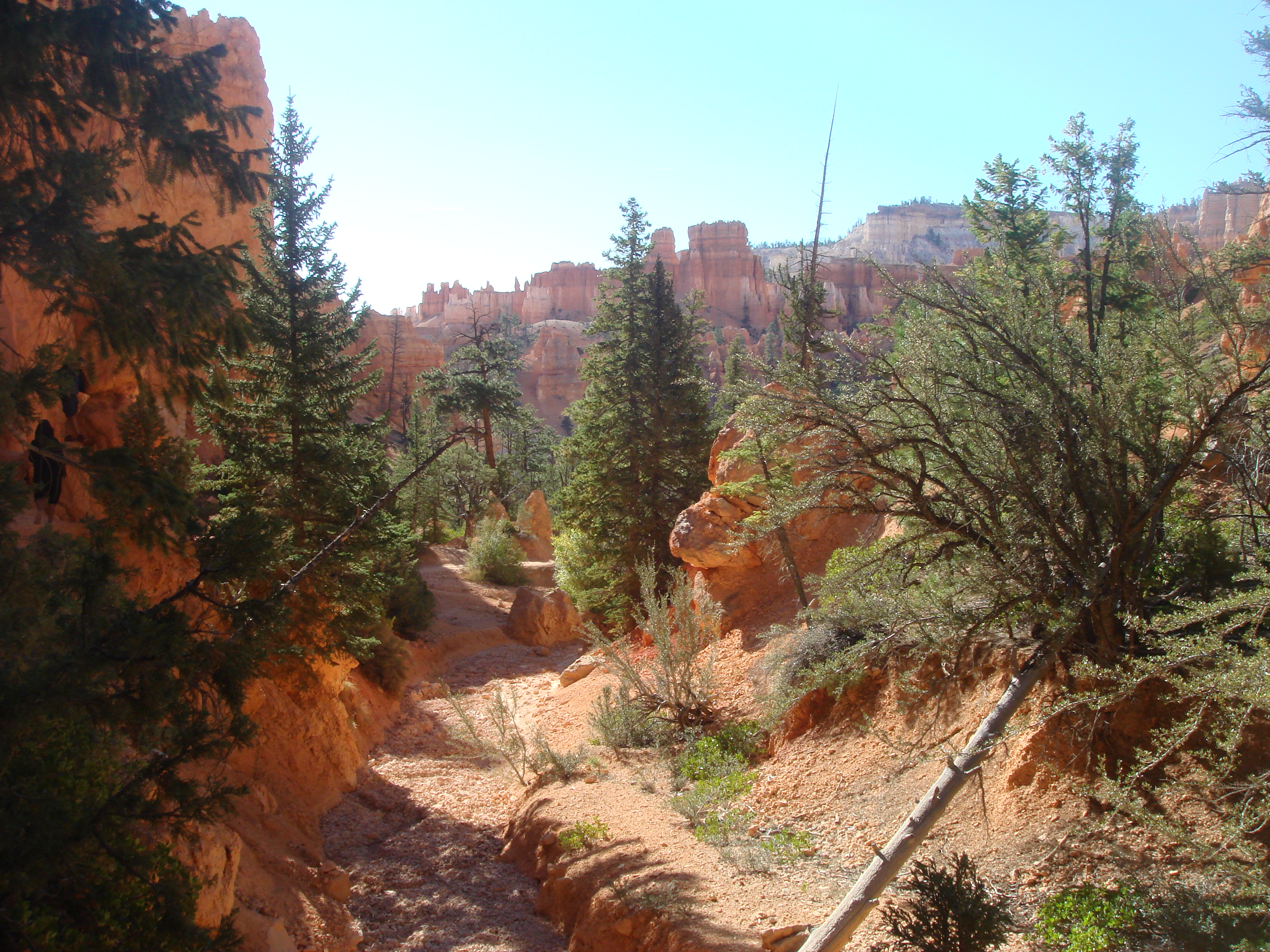 Free download high resolution image - free image free photo free stock image public domain picture -Pine Trees at Bryce Canyon National Park, Utah