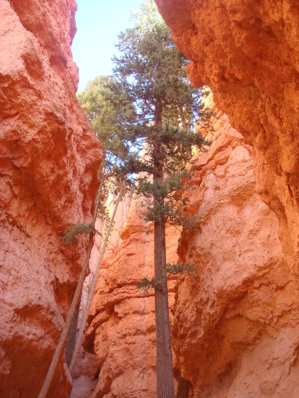 Free download high resolution image - free image free photo free stock image public domain picture  Pine Trees at Bryce Canyon National Park, Utah