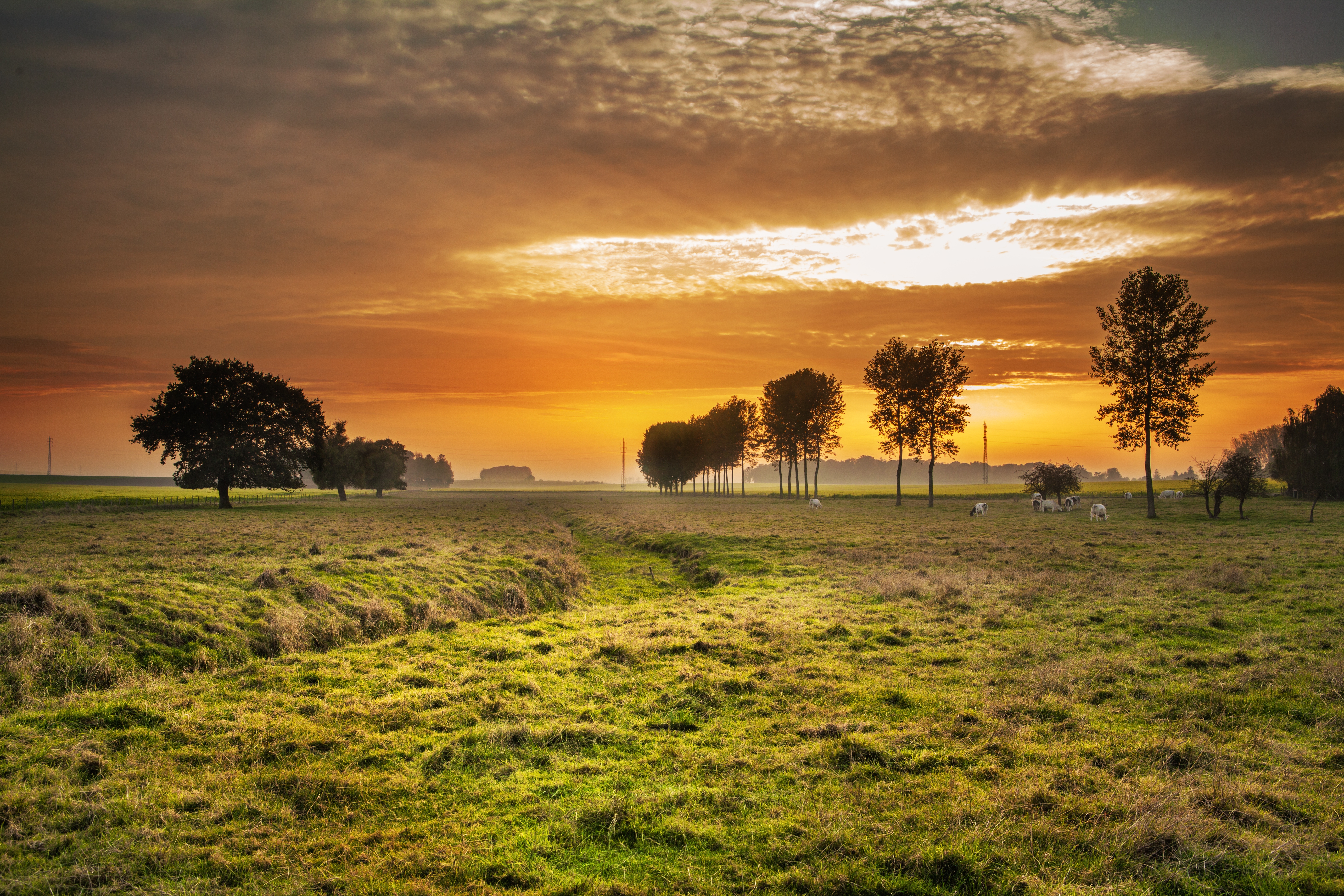 Free download high resolution image - free image free photo free stock image public domain picture -Backlit cattle grazing in a field at sunset