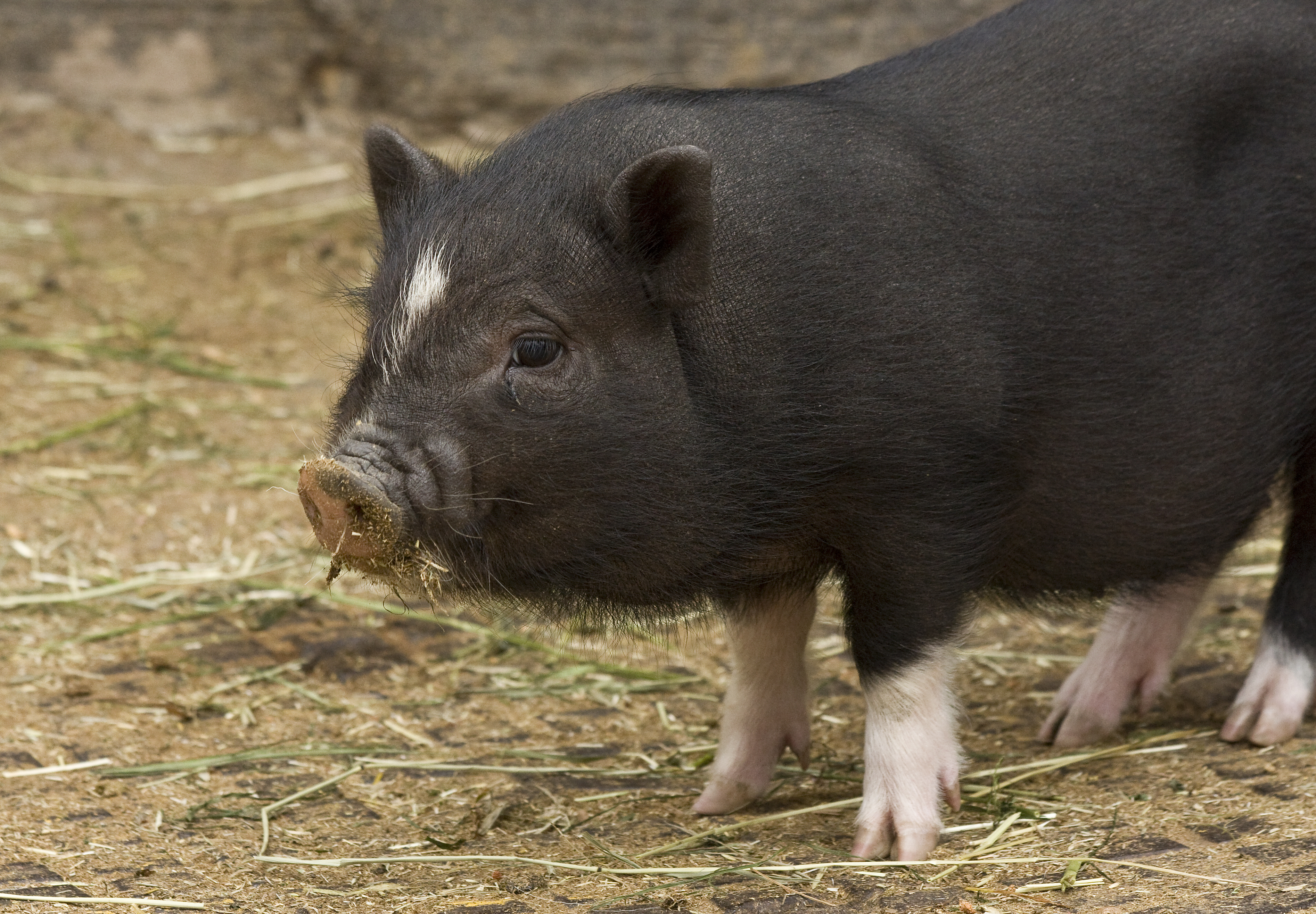 Free download high resolution image - free image free photo free stock image public domain picture -Miniature pig on grass view of front