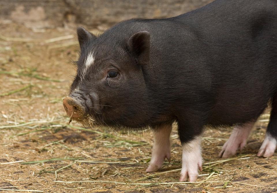 Free download high resolution image - free image free photo free stock image public domain picture  Miniature pig on grass view of front