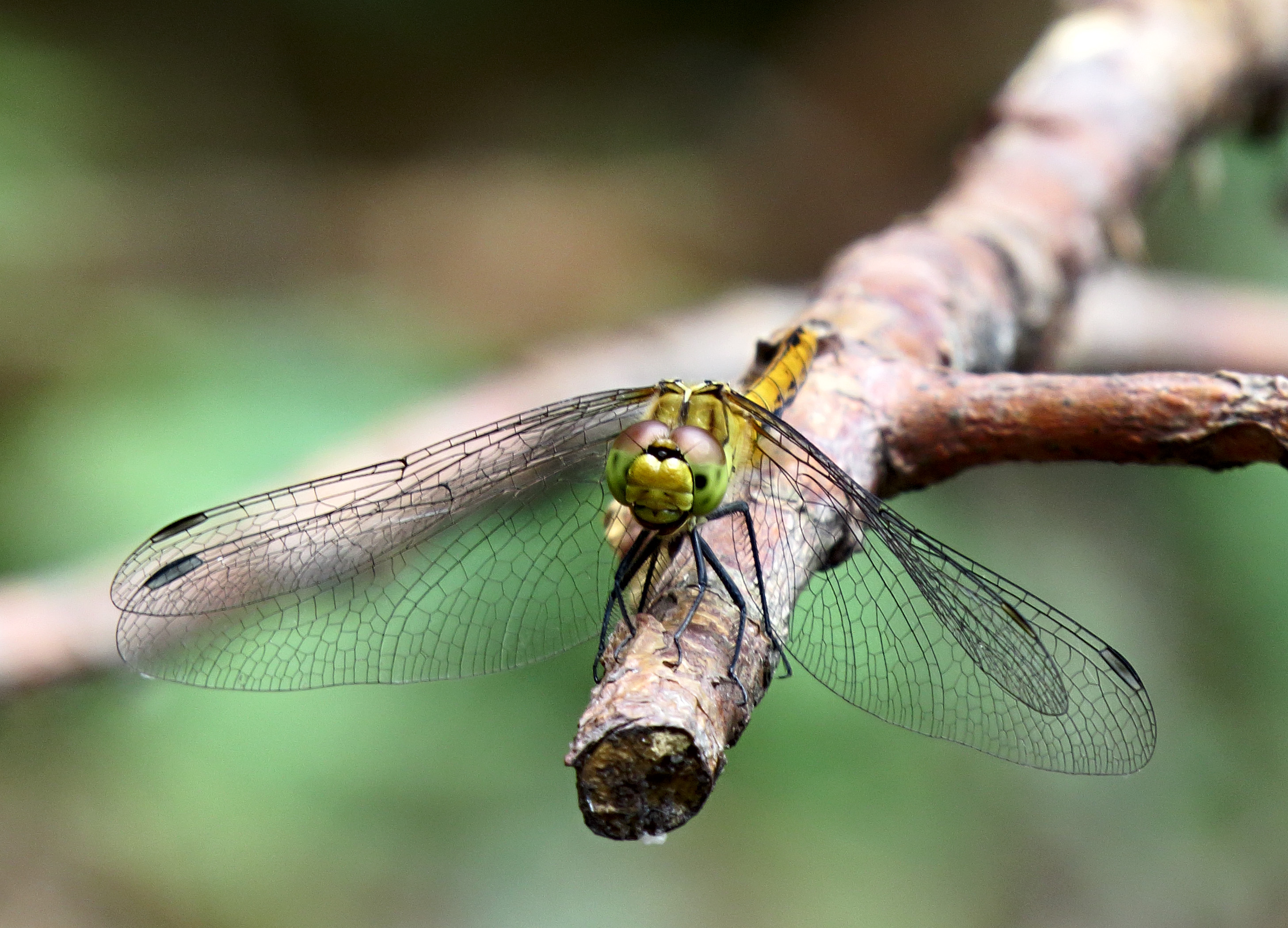 Free download high resolution image - free image free photo free stock image public domain picture -Sympetrum sanguineum, male