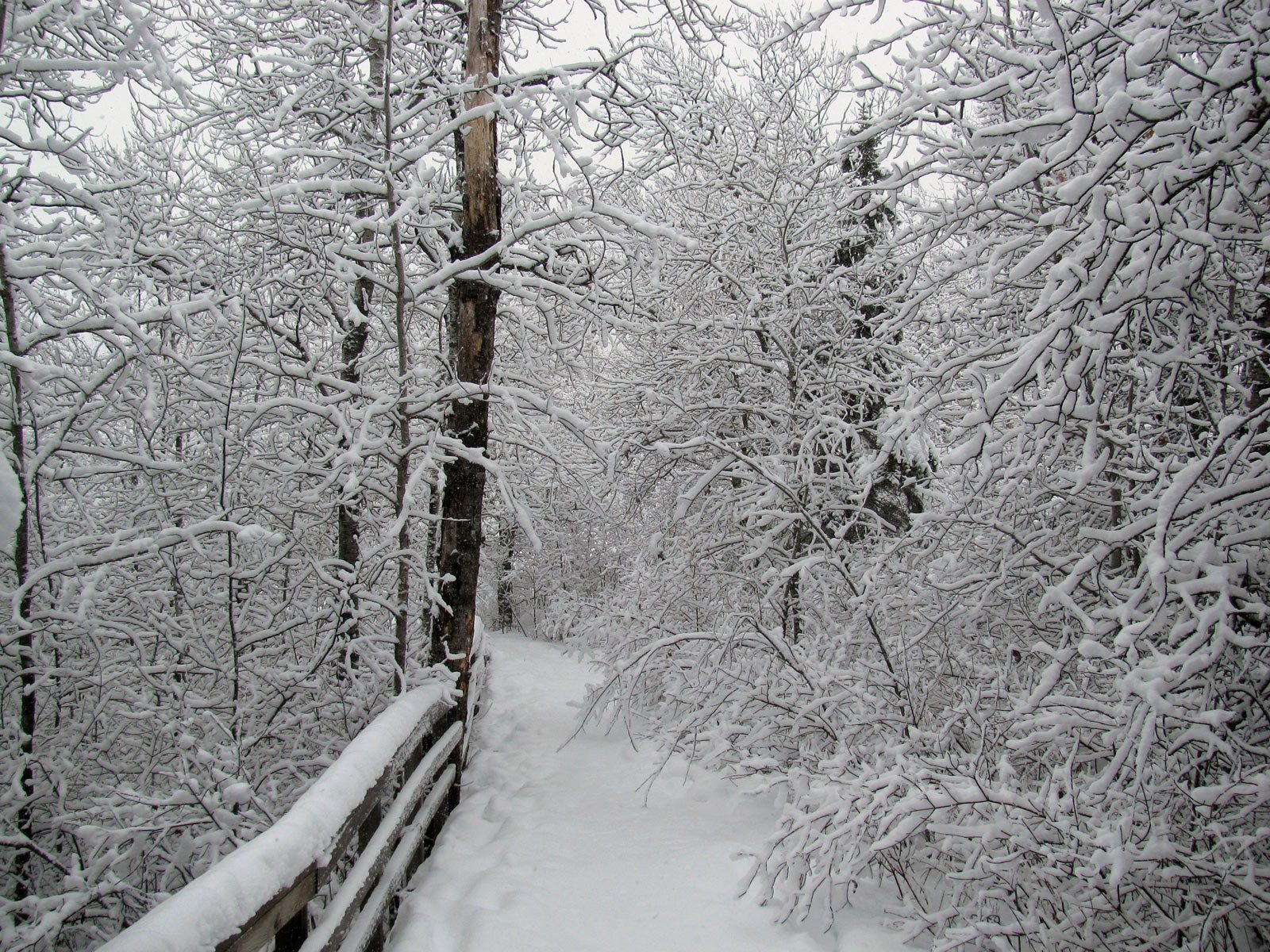 Free download high resolution image - free image free photo free stock image public domain picture -Oberholtzer Trail