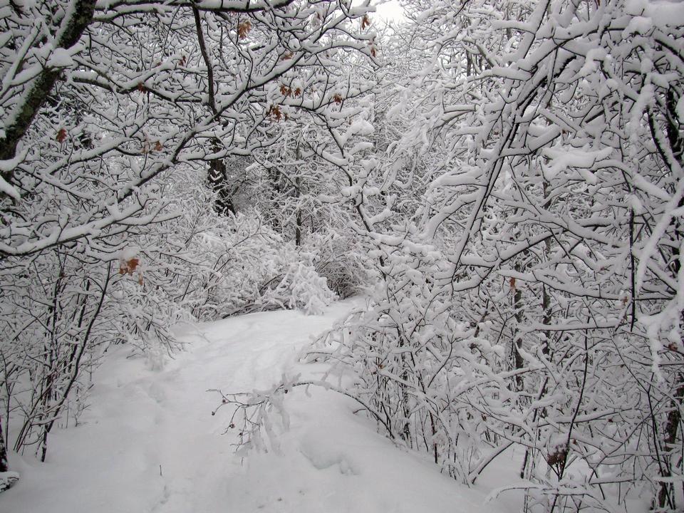 Free download high resolution image - free image free photo free stock image public domain picture  Oberholtzer Trail Voyageurs National Park