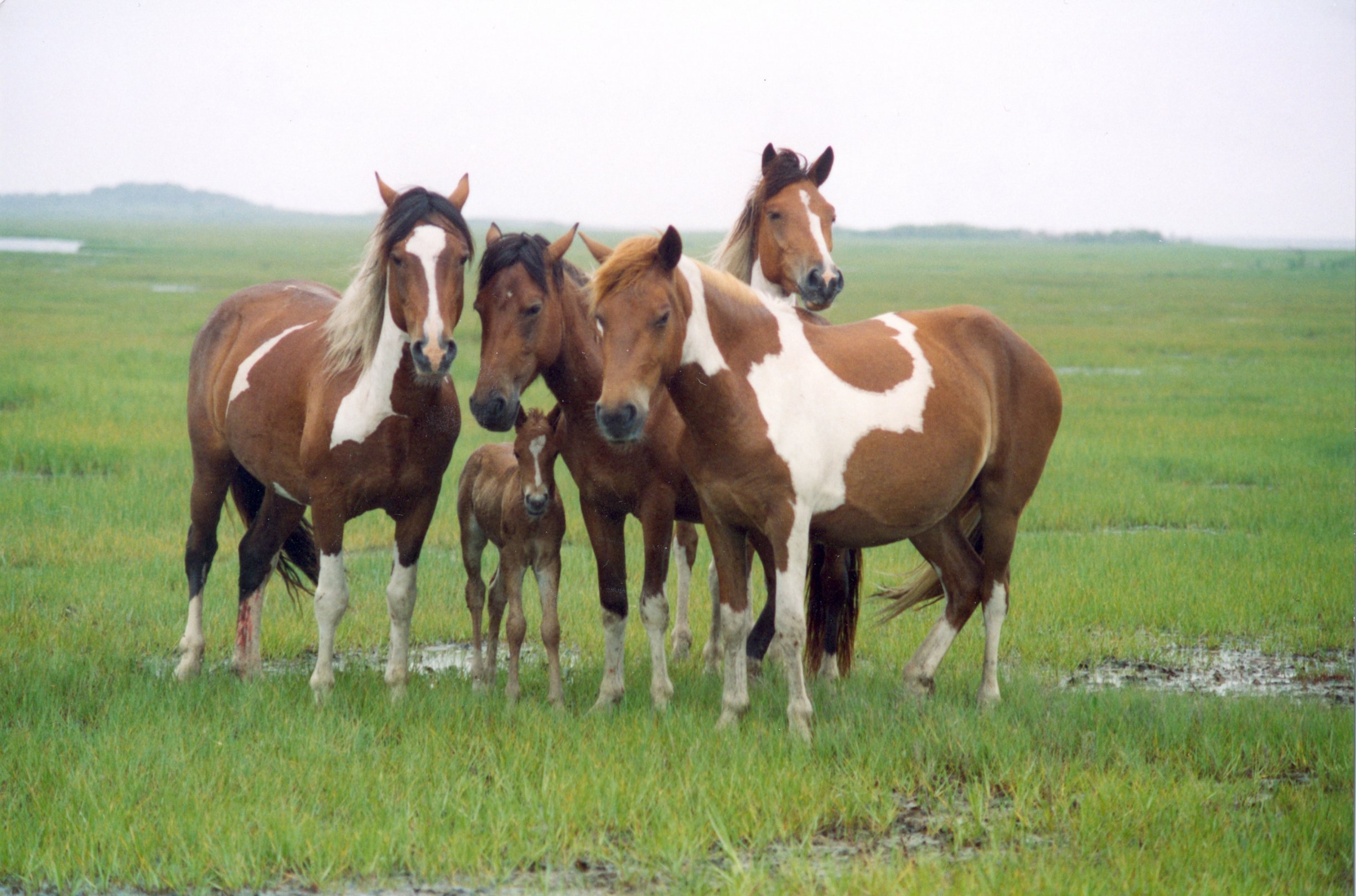 Free download high resolution image - free image free photo free stock image public domain picture -Band of horses