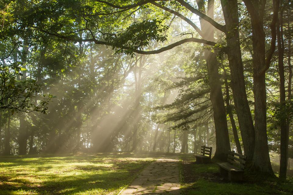 Free download high resolution image - free image free photo free stock image public domain picture  Sunlight shines through the trees