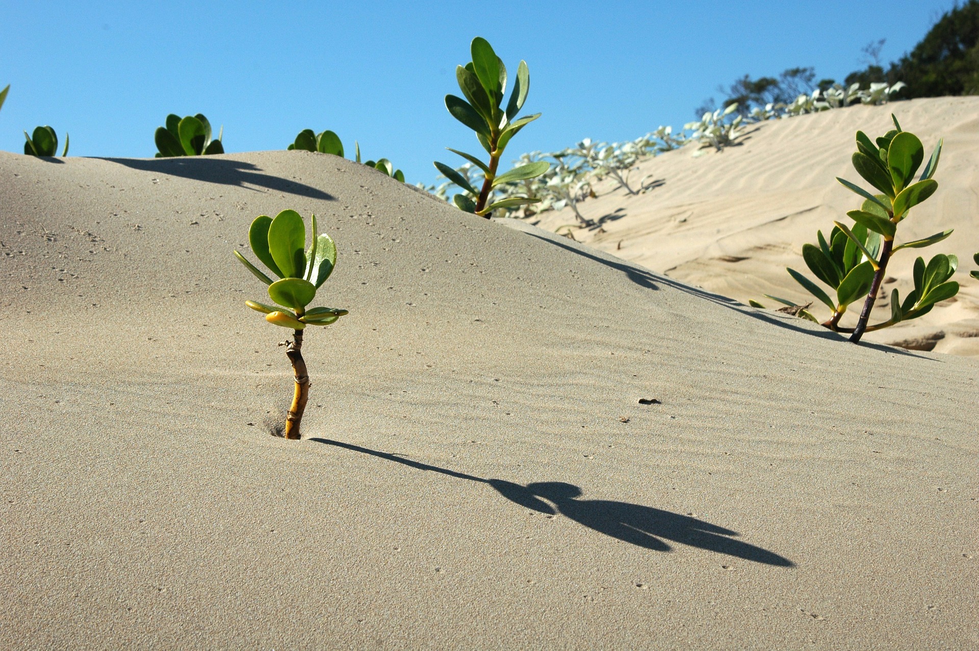 Free download high resolution image - free image free photo free stock image public domain picture -tree in desert landscape of africa