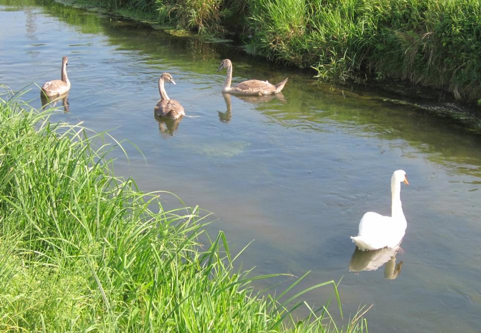 Free download high resolution image - free image free photo free stock image public domain picture  ducklings swims on the surface of water