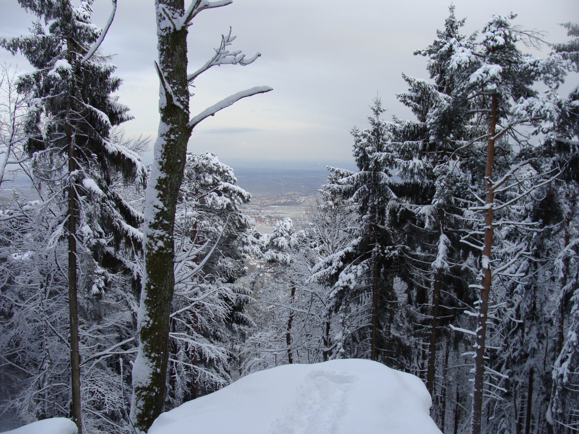 Free download high resolution image - free image free photo free stock image public domain picture -Snow covered fir trees in mountains