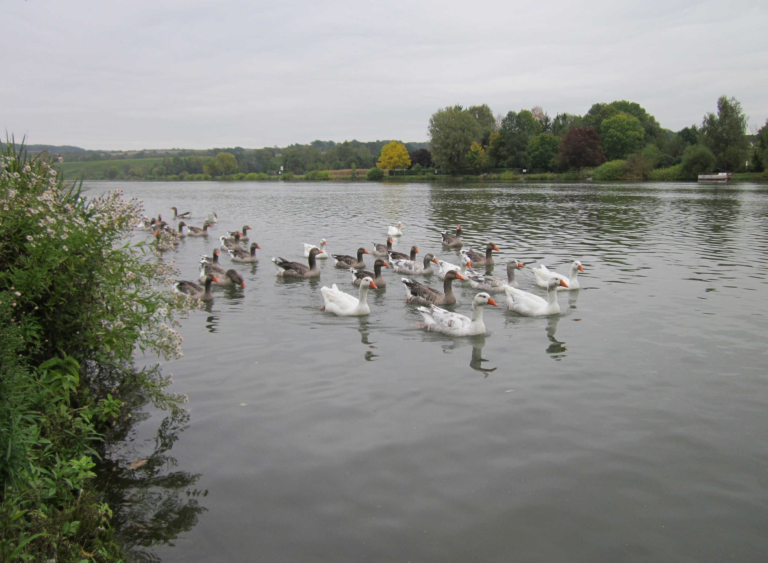 Free download high resolution image - free image free photo free stock image public domain picture -swans swimming