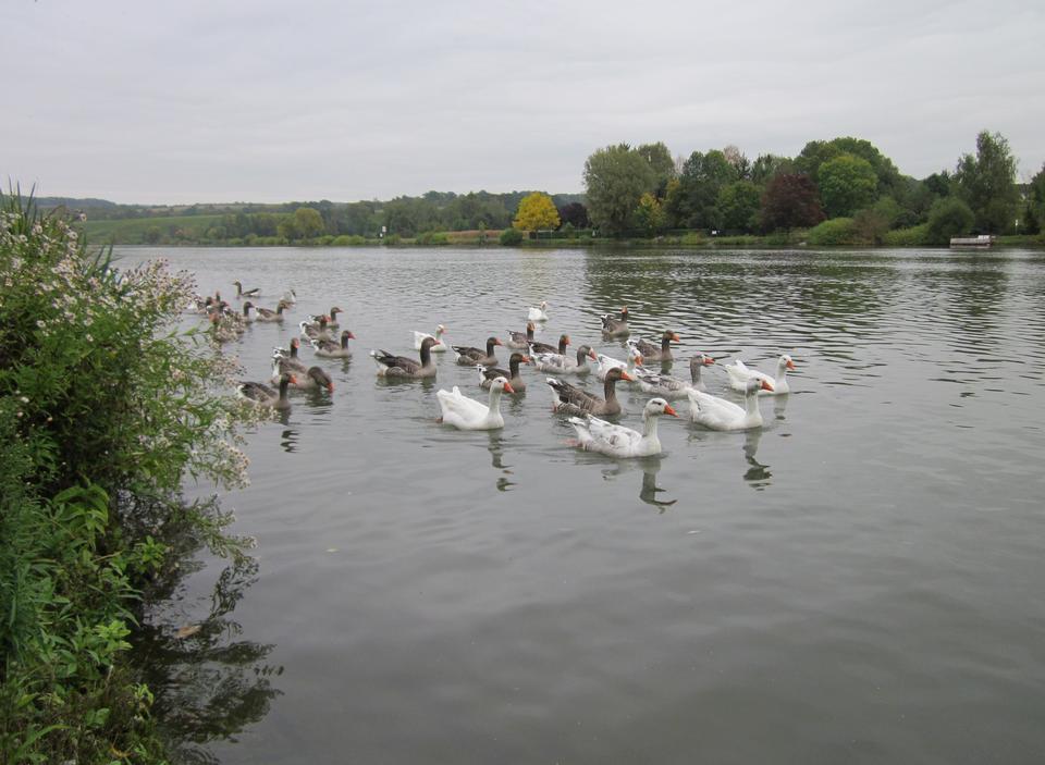 Free download high resolution image - free image free photo free stock image public domain picture  swans swimming