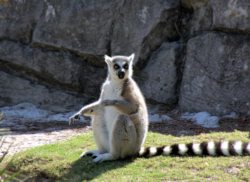 Free download high resolution image - free image free photo free stock image public domain picture  a ring-tailed lemur