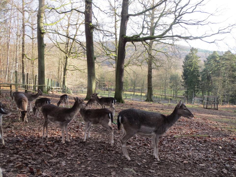 Free download high resolution image - free image free photo free stock image public domain picture  Bold red deer.