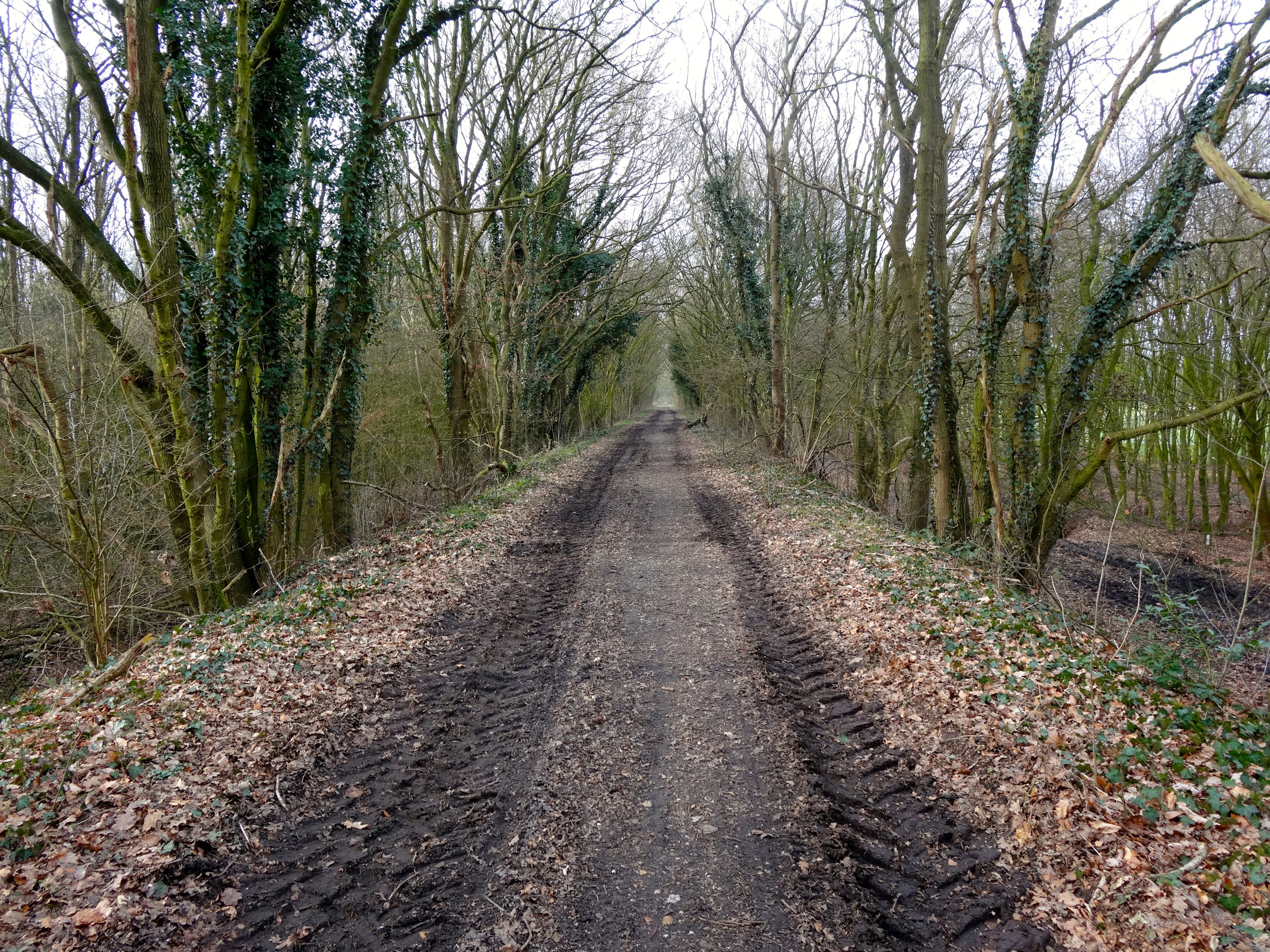 Free download high resolution image - free image free photo free stock image public domain picture -Country road running through tree alley