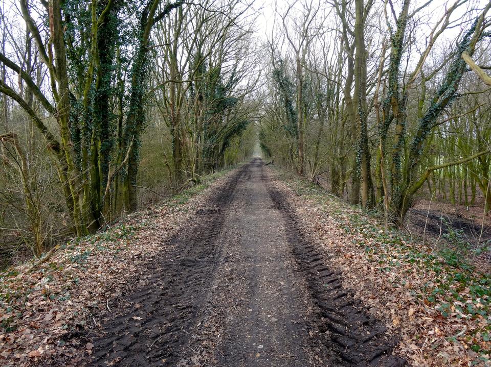 Free download high resolution image - free image free photo free stock image public domain picture  Country road running through tree alley