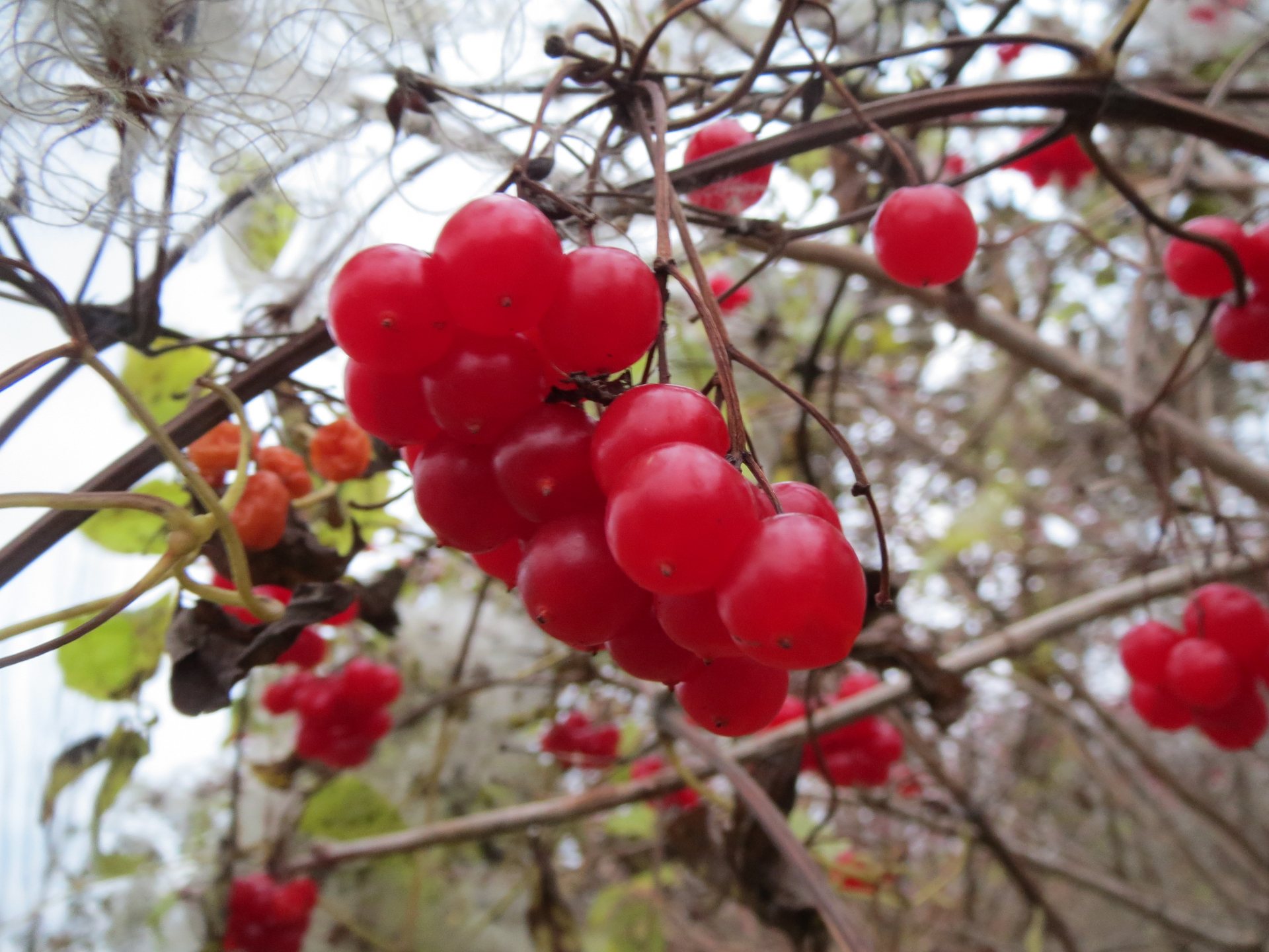 Free download high resolution image - free image free photo free stock image public domain picture -European Cranberrybush, Viburnum opulus,