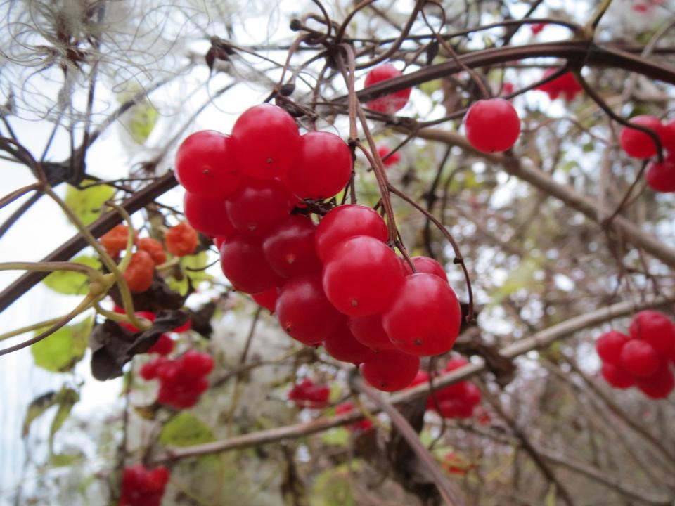 Free download high resolution image - free image free photo free stock image public domain picture  European Cranberrybush, Viburnum opulus,