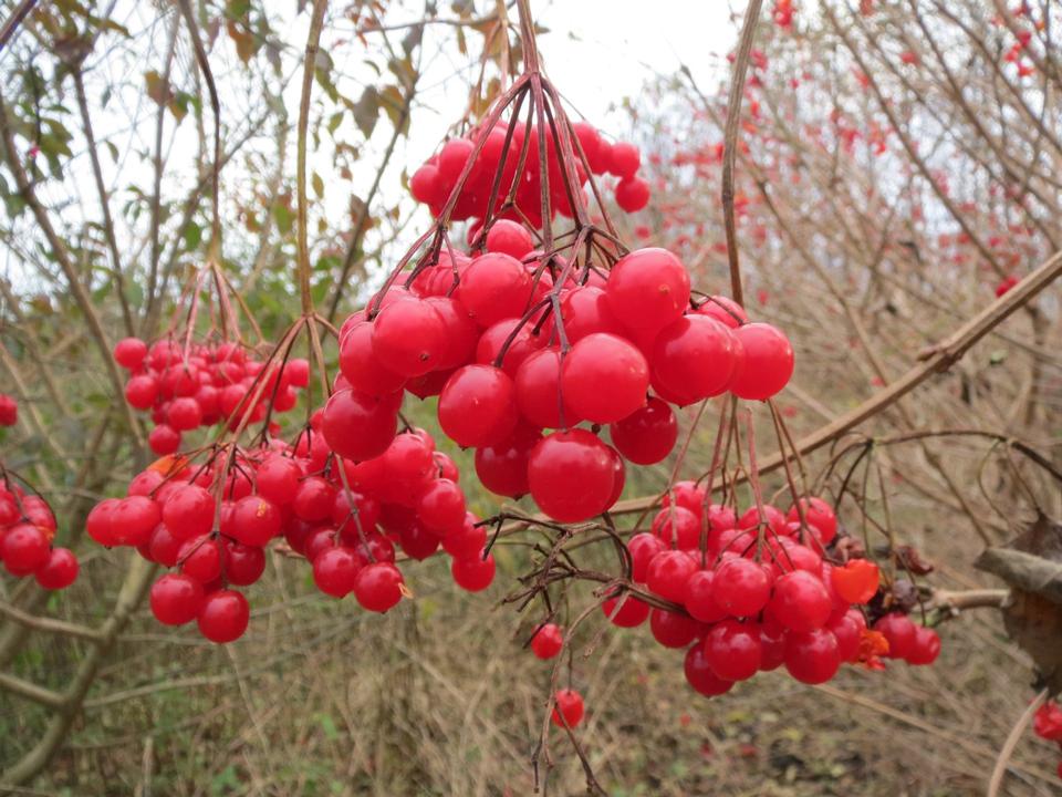 Free download high resolution image - free image free photo free stock image public domain picture  European Cranberrybush, Viburnum opulus