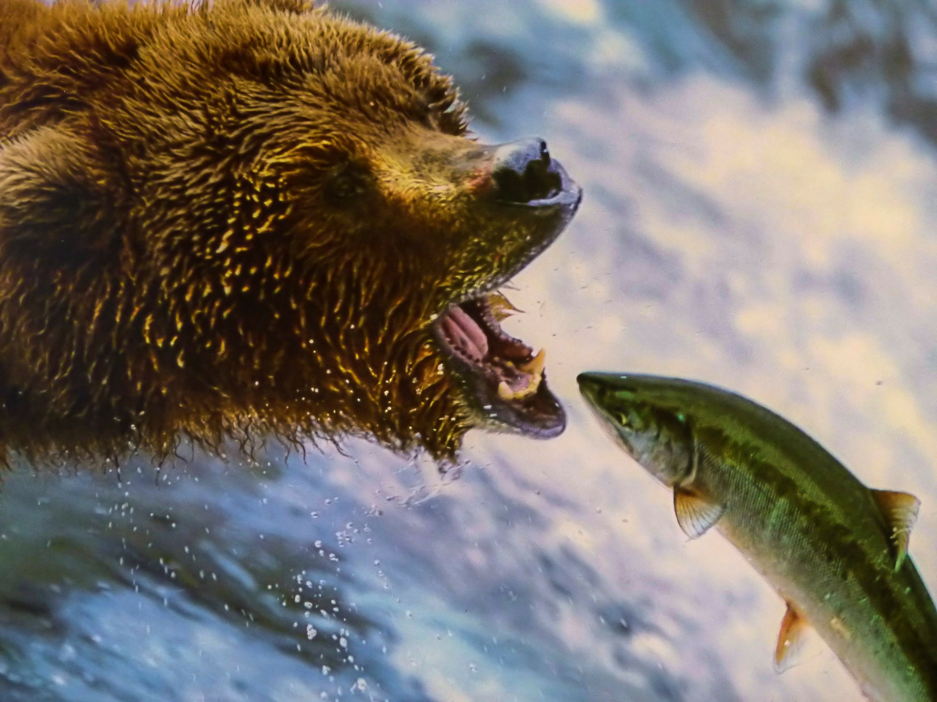 Free download high resolution image - free image free photo free stock image public domain picture -Grizly Bears at Katmai National Park, Alaska