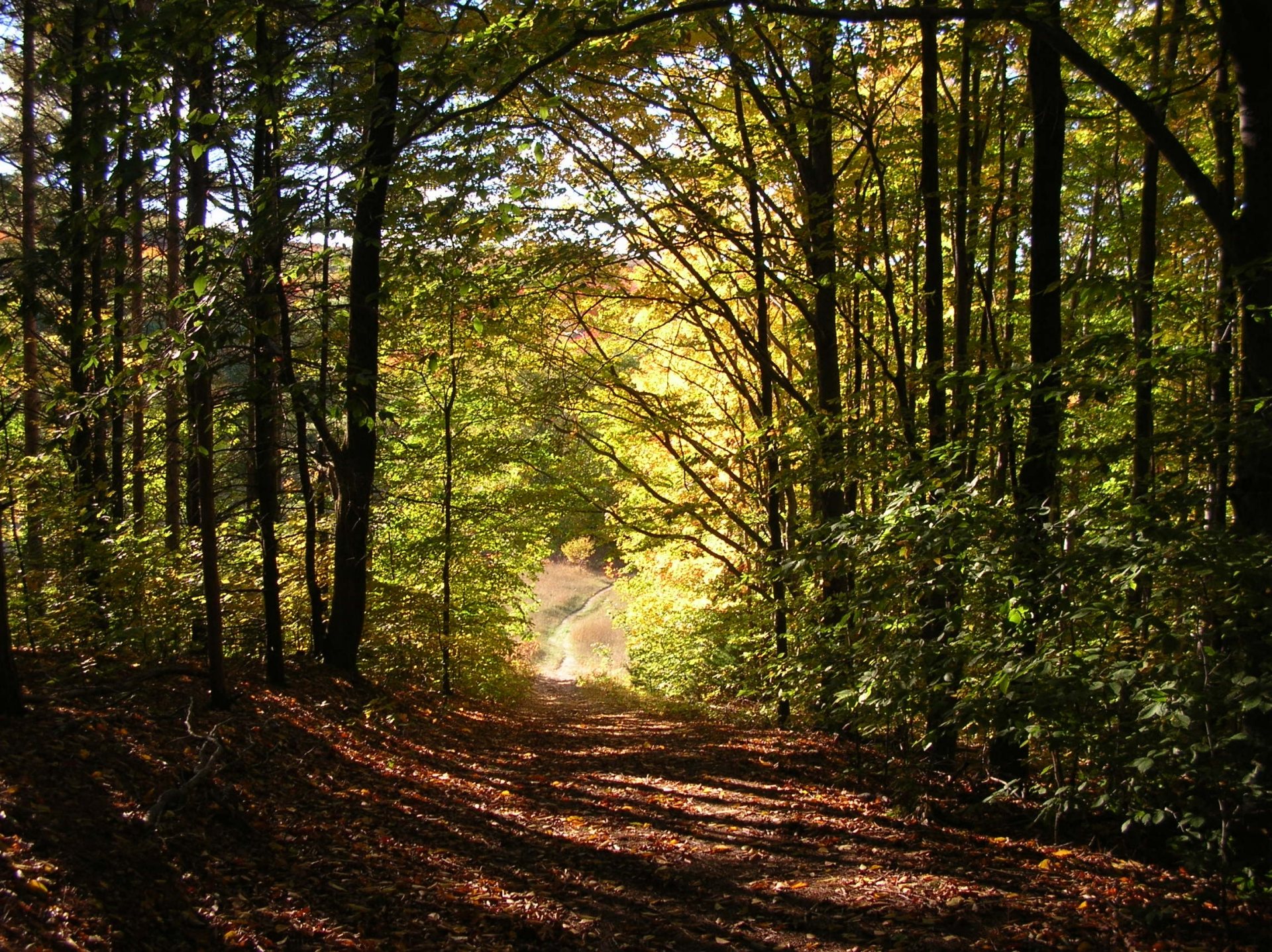 Free download high resolution image - free image free photo free stock image public domain picture -Fall Colors on Windy Moraine Trail