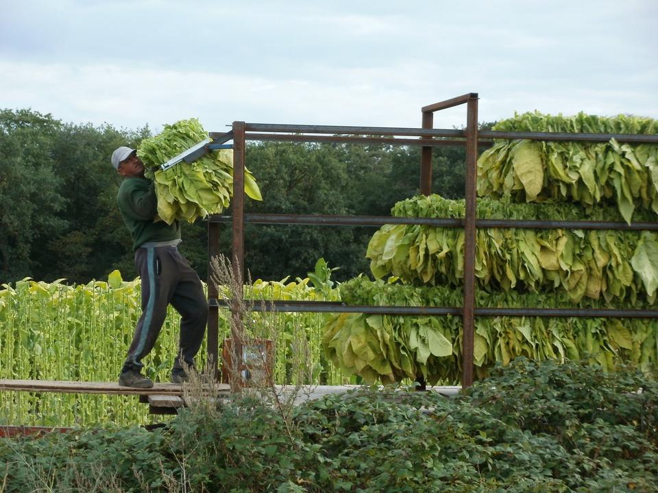 Free download high resolution image - free image free photo free stock image public domain picture  Farmer carries tobacco leaf out of the field