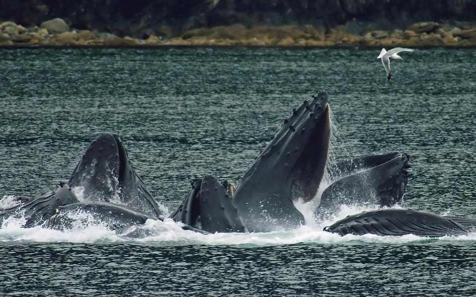 Free download high resolution image - free image free photo free stock image public domain picture  Humpback whales in North Pass