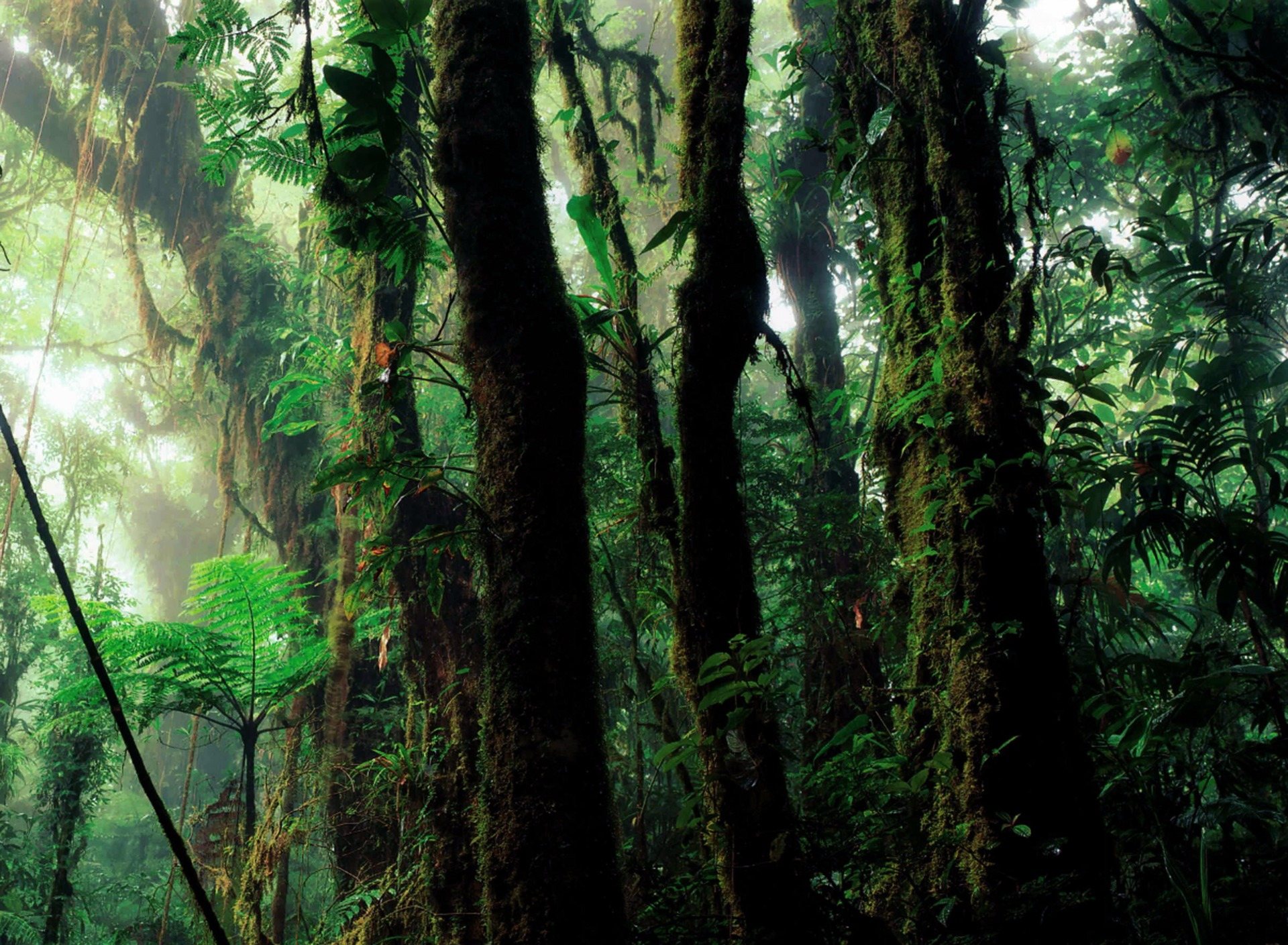 Free download high resolution image - free image free photo free stock image public domain picture -Green rain forest