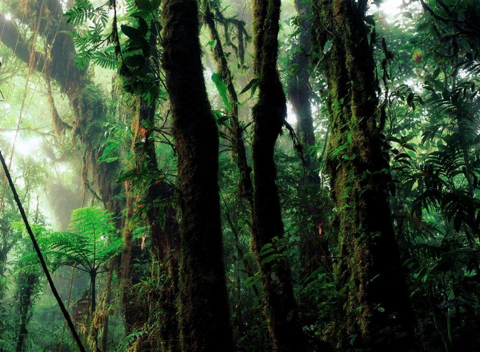 Free download high resolution image - free image free photo free stock image public domain picture  Green rain forest