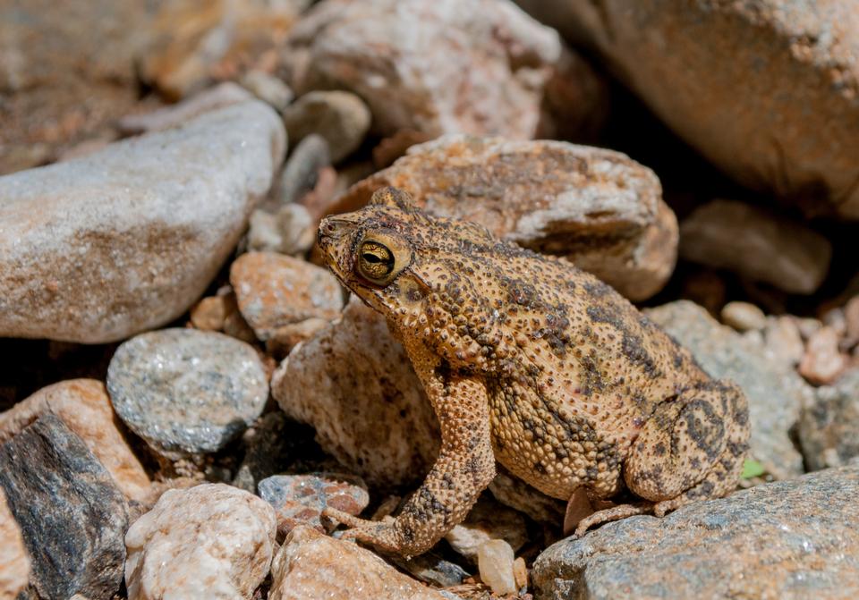 Free download high resolution image - free image free photo free stock image public domain picture  Toad Bufo marinus