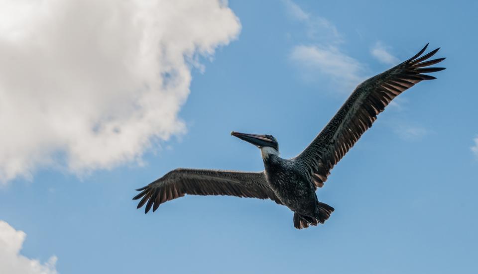 Free download high resolution image - free image free photo free stock image public domain picture  large pelican in flight of the Restinga Lagoon