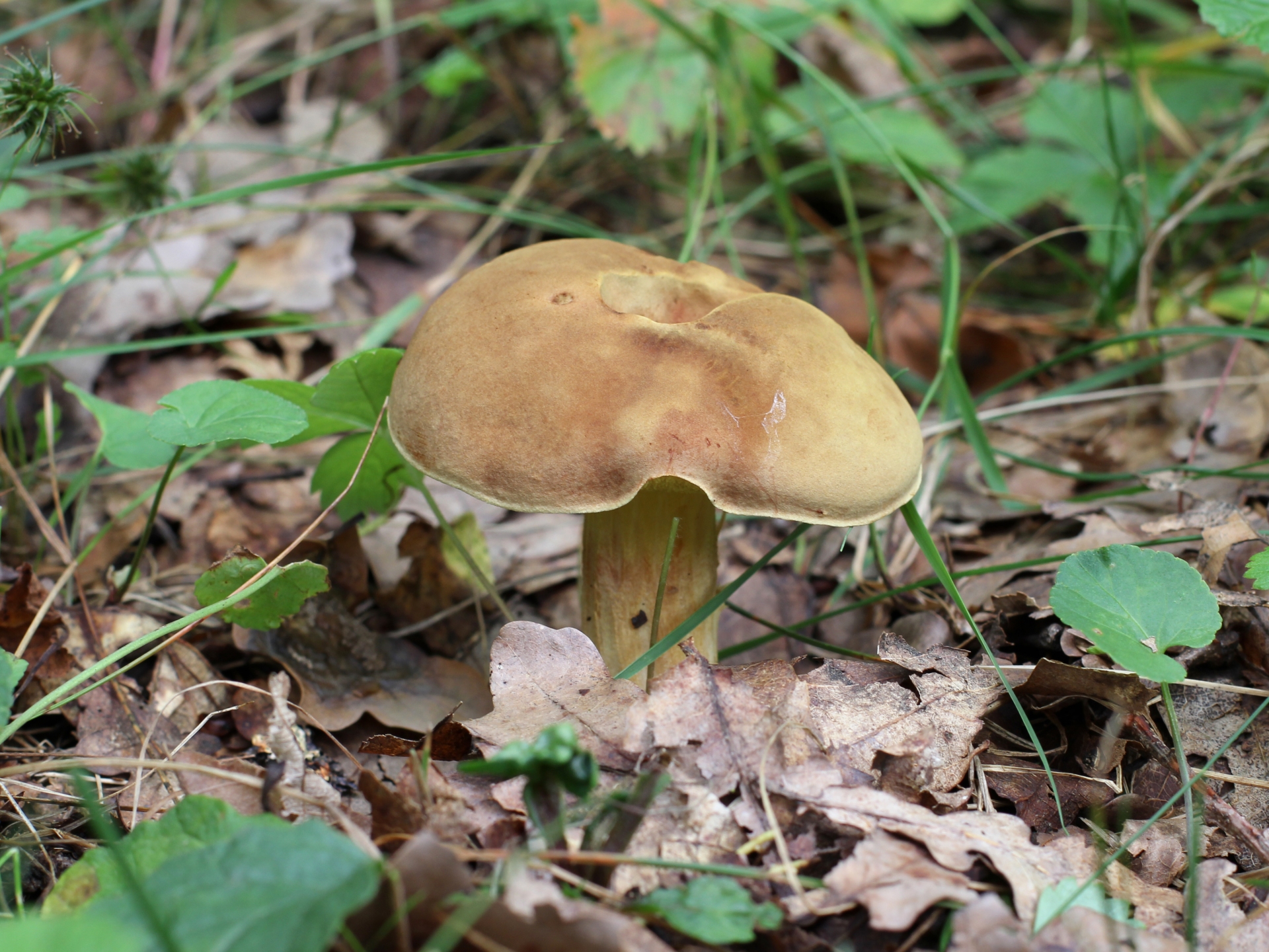 Free download high resolution image - free image free photo free stock image public domain picture -Forest mushrooms in the grass