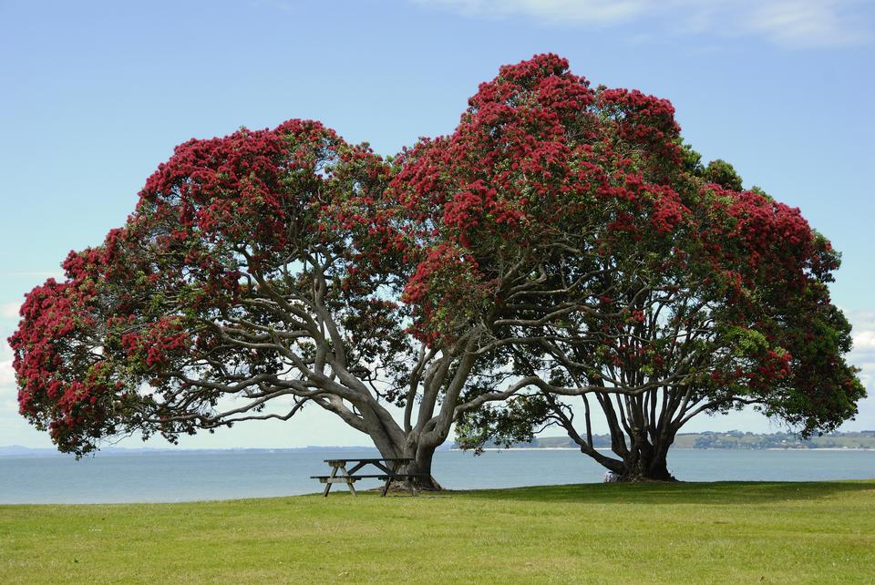 Free download high resolution image - free image free photo free stock image public domain picture  Pohutukawa tree on Cornwallis Beach, West Auckland