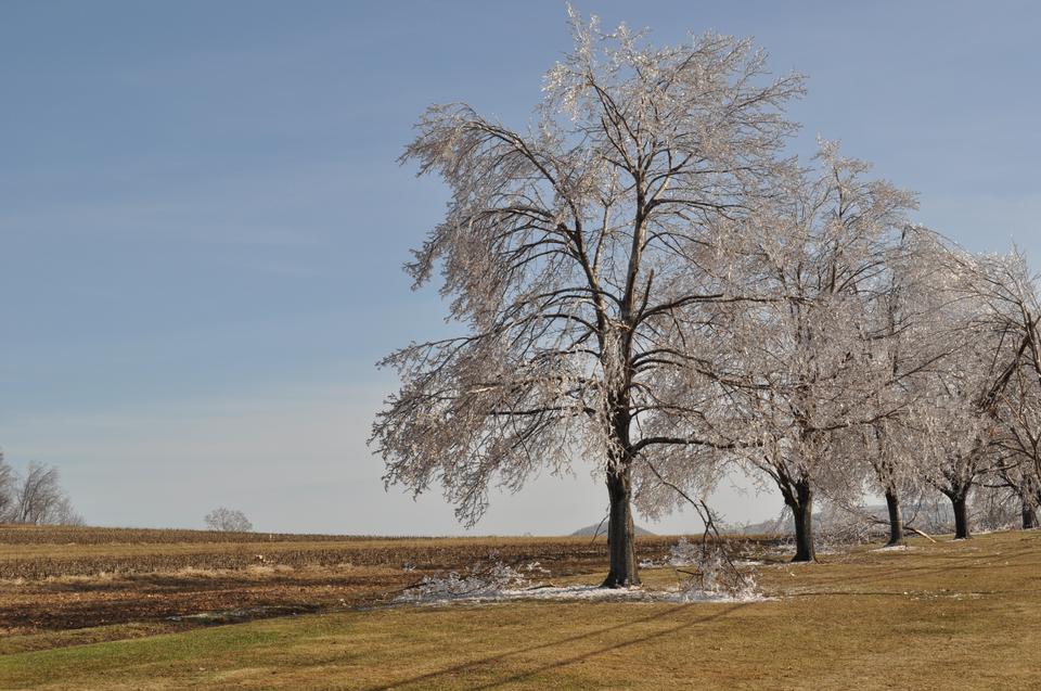 Free download high resolution image - free image free photo free stock image public domain picture  Trees encased in ice after a winter storm