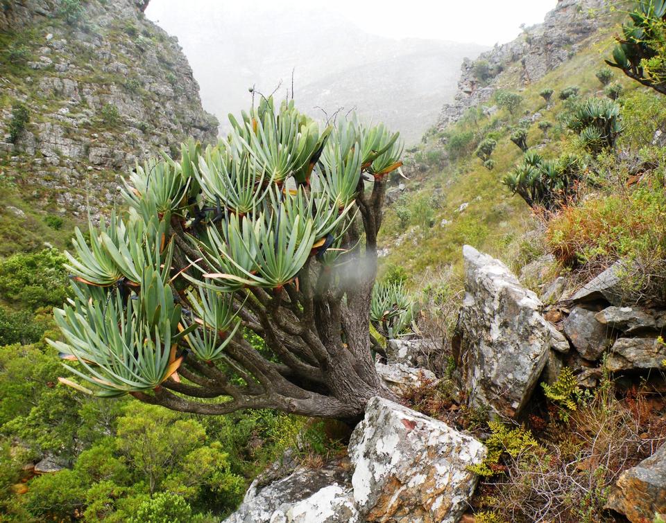 Free download high resolution image - free image free photo free stock image public domain picture  Forest of Fan Aloe trees