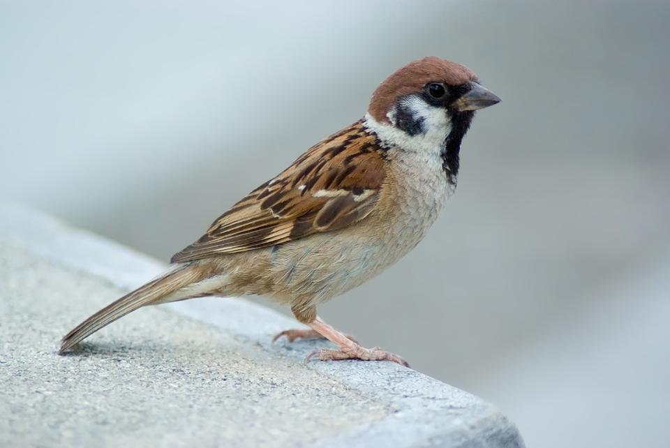 Free download high resolution image - free image free photo free stock image public domain picture  An Eurasian Tree-Sparrow