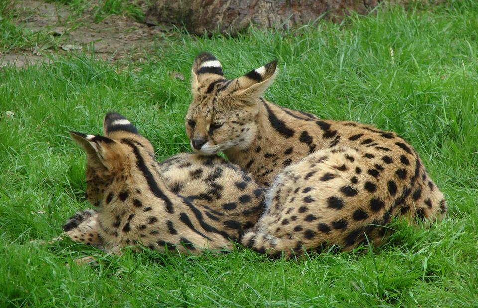 Free download high resolution image - free image free photo free stock image public domain picture  Two young servals