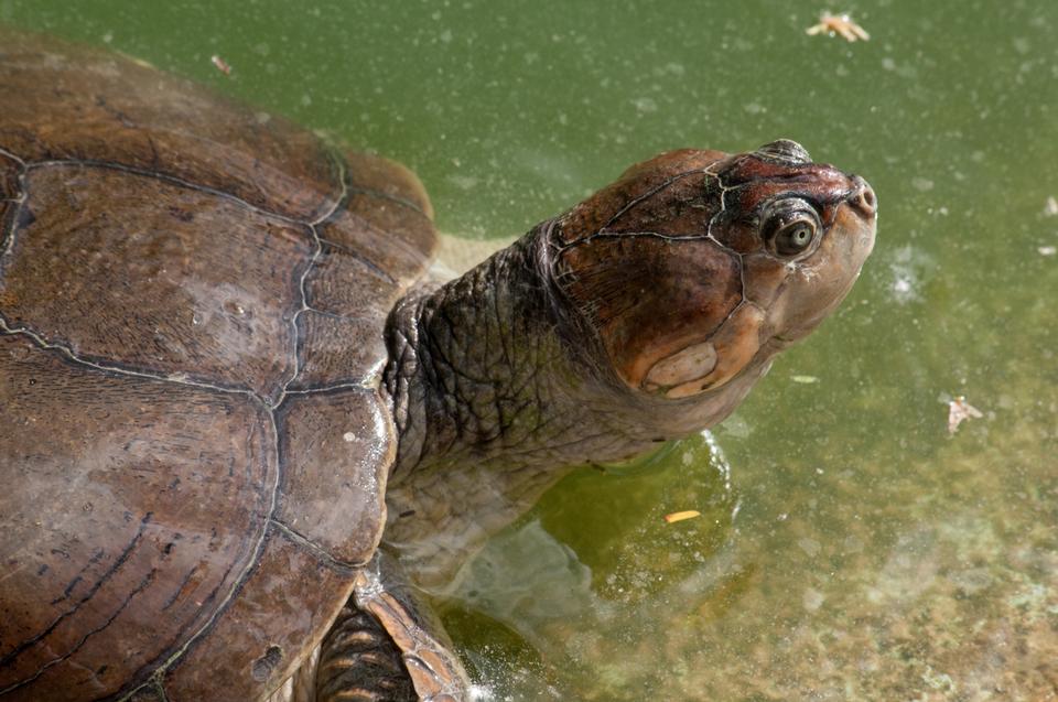 Free download high resolution image - free image free photo free stock image public domain picture  A Yellow-spotted Amazon River Turtle