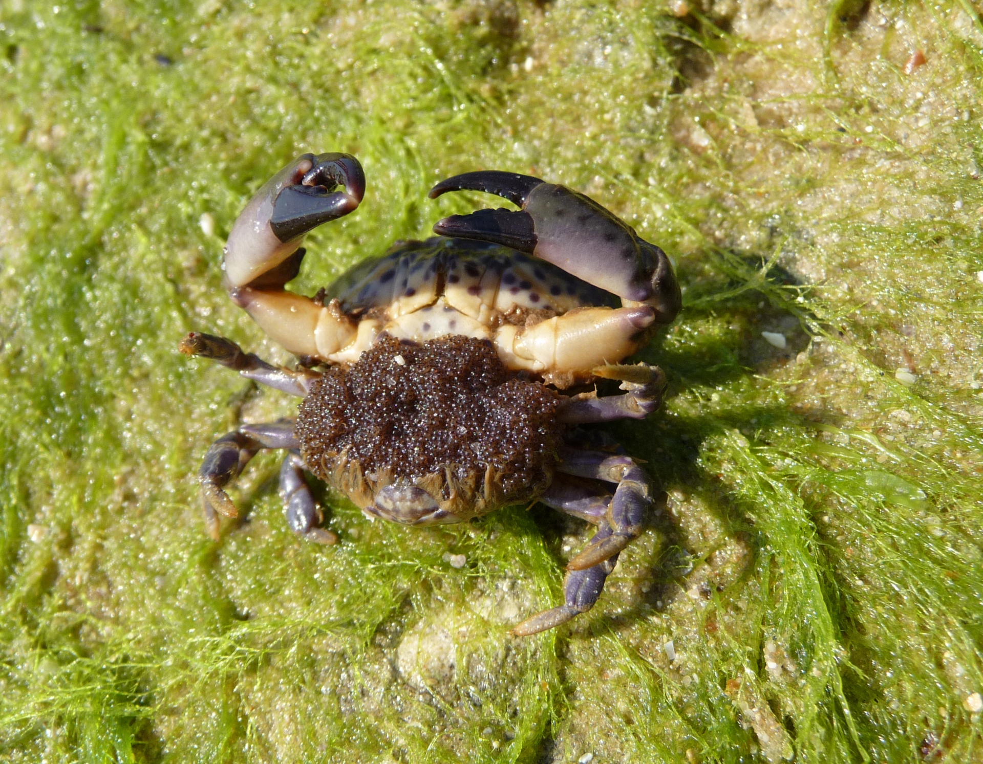 Free download high resolution image - free image free photo free stock image public domain picture -Crab carrying eggs