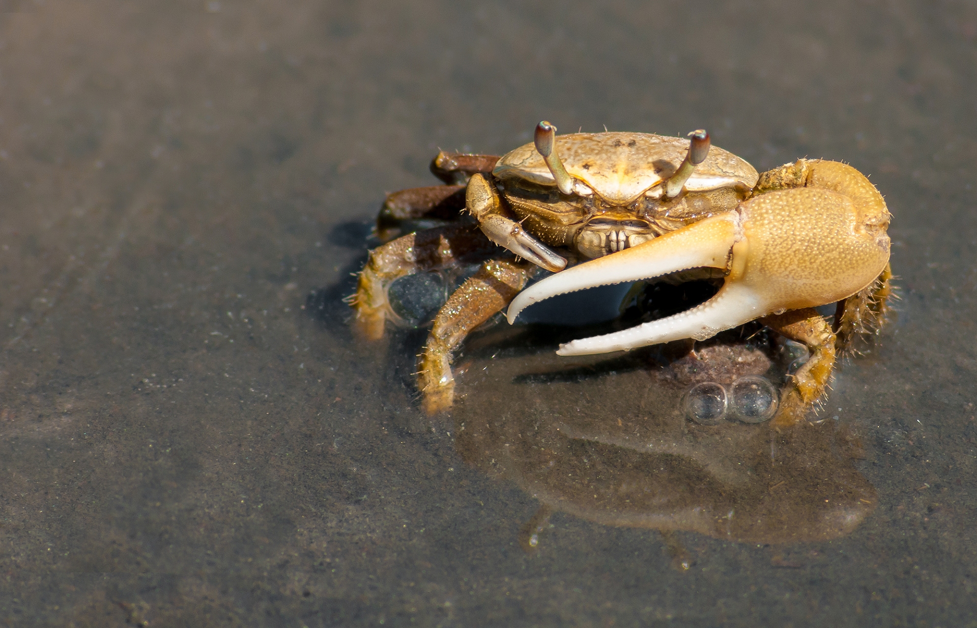 Free download high resolution image - free image free photo free stock image public domain picture -Crab in beach background