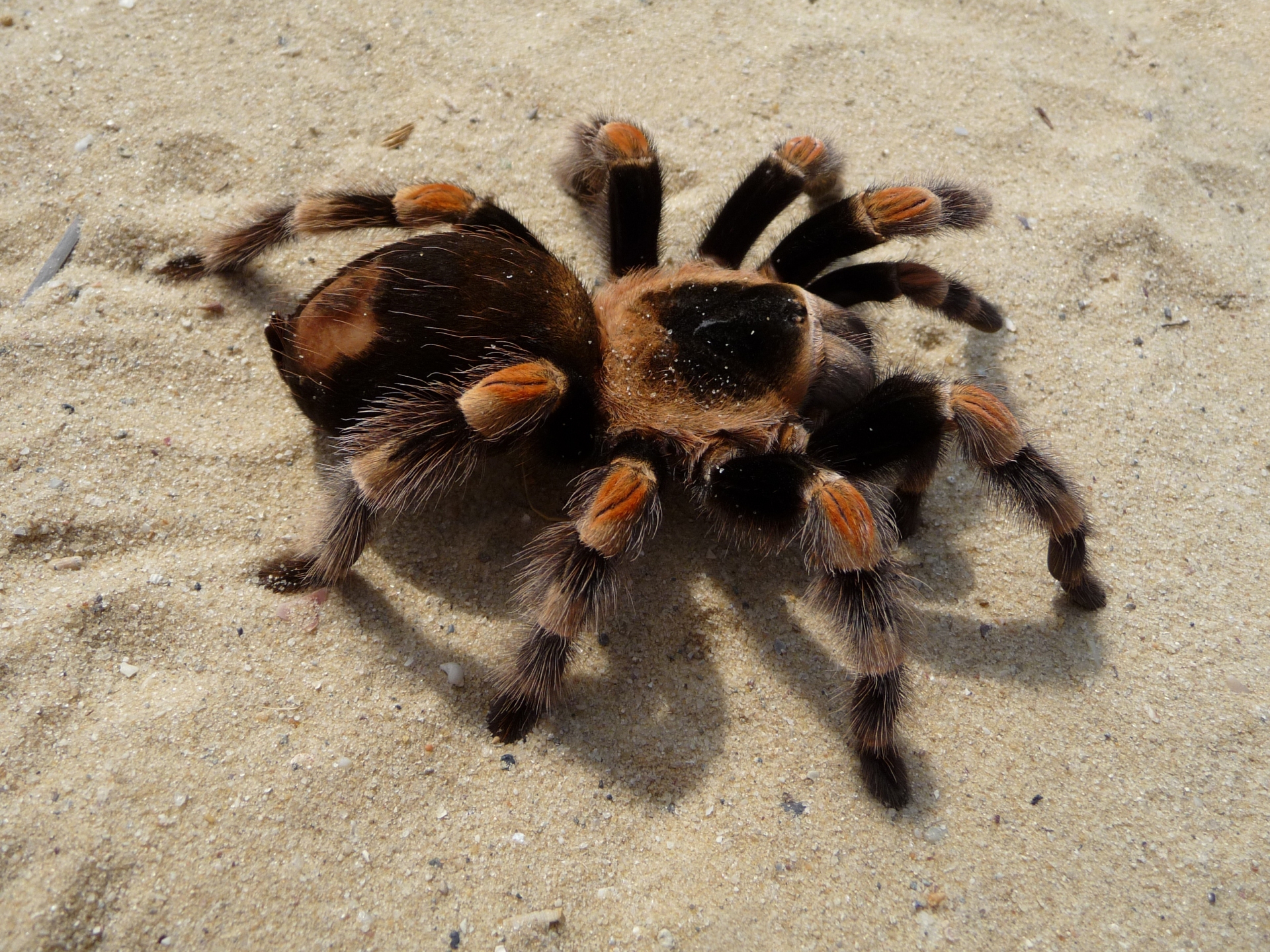 Free download high resolution image - free image free photo free stock image public domain picture -Female orange-knee, or Mexican red-kneed tarantula