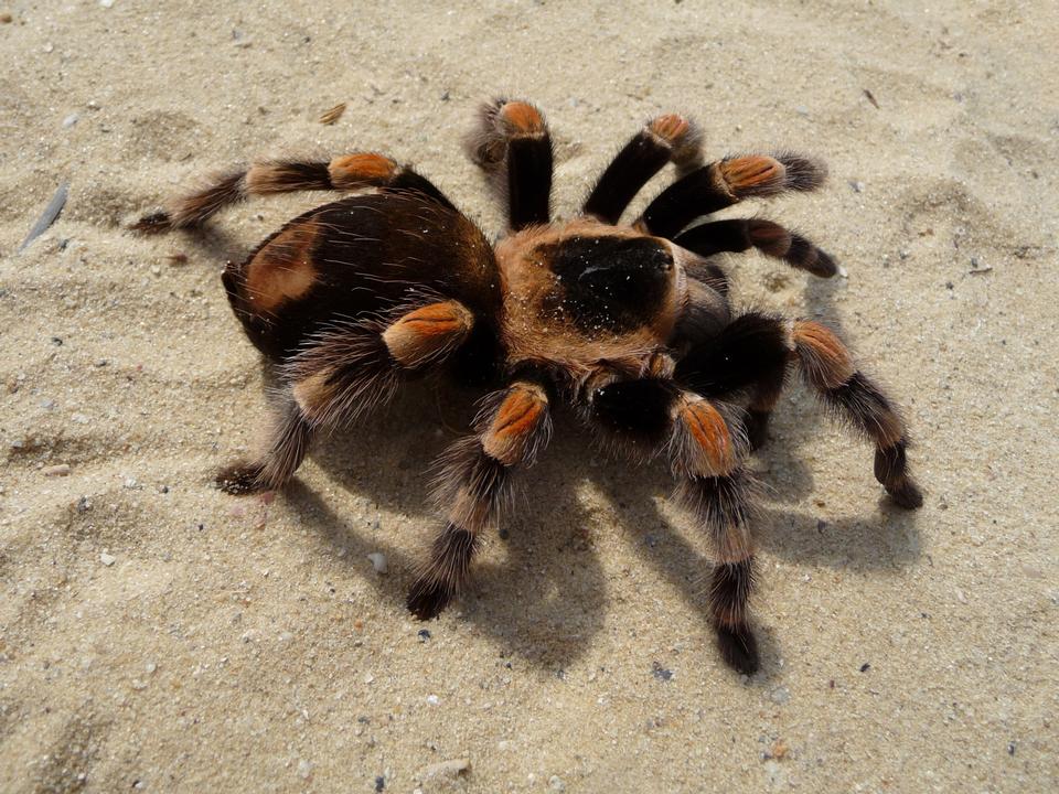 Free download high resolution image - free image free photo free stock image public domain picture  Female orange-knee, or Mexican red-kneed tarantula