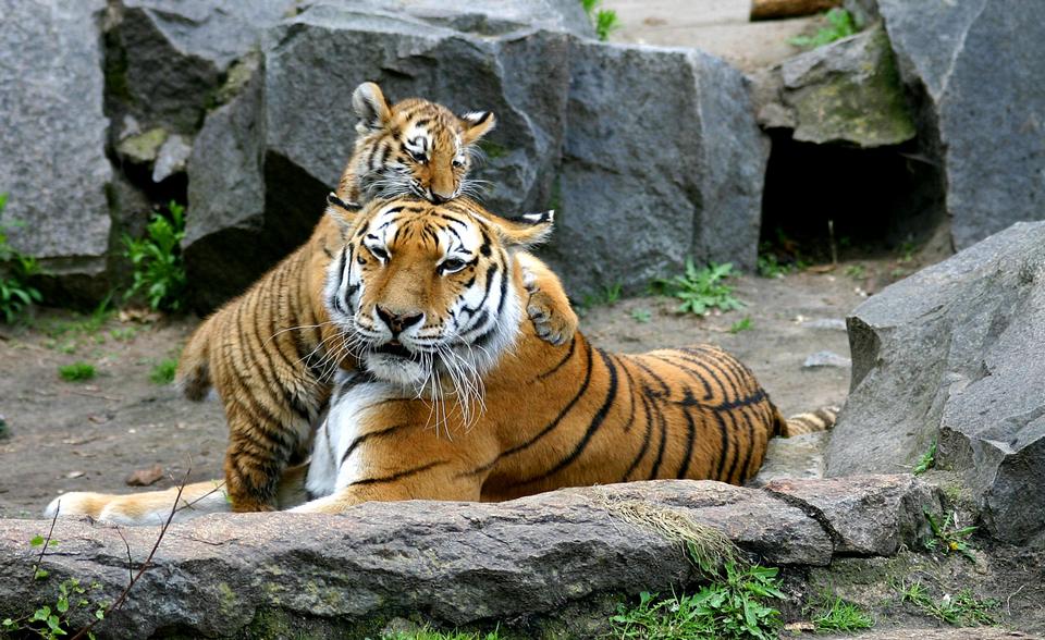 Free download high resolution image - free image free photo free stock image public domain picture  Tigers in Berlin Tierpark