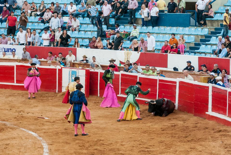 Free download high resolution image - free image free photo free stock image public domain picture  Traditional corrida - bullfighting in spain