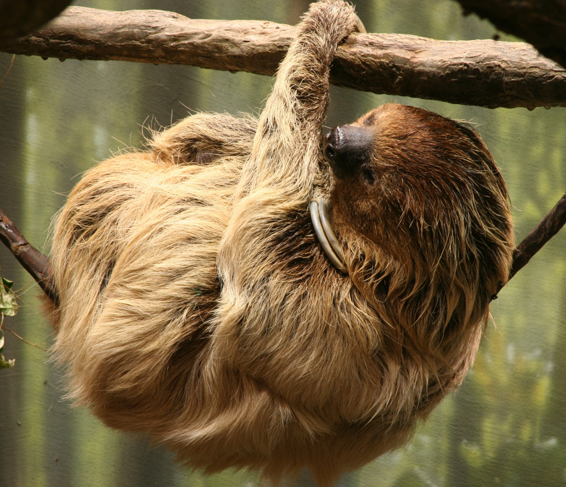 Free download high resolution image - free image free photo free stock image public domain picture -Brown-throated Two-toed Sloth