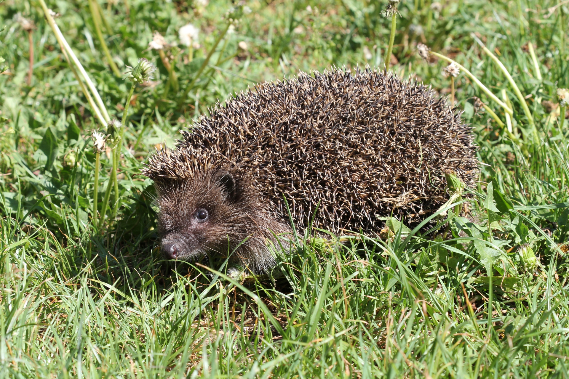 Free download high resolution image - free image free photo free stock image public domain picture -European hedgehog in the grass