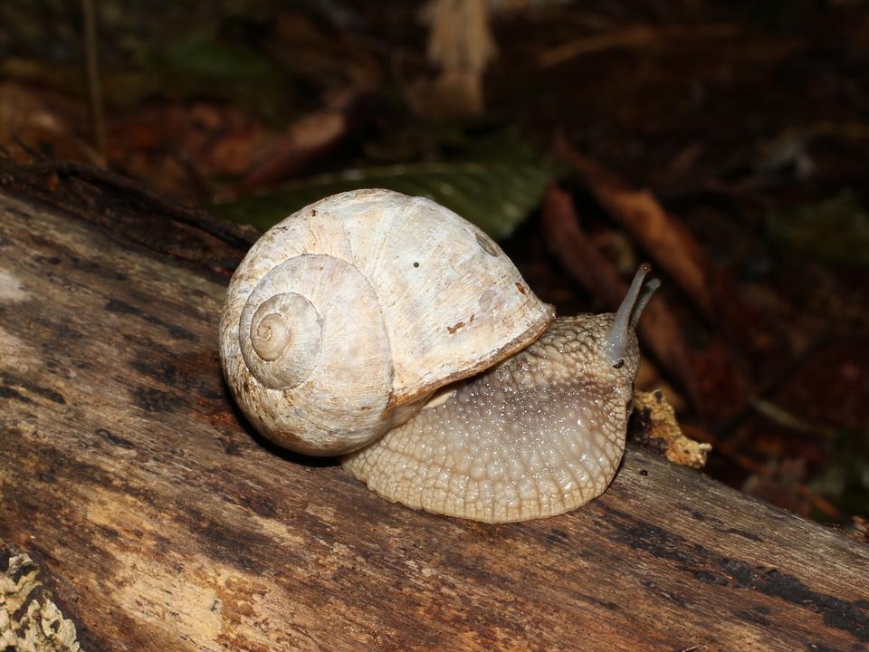 Free download high resolution image - free image free photo free stock image public domain picture  Helix pomatia, Edible snail, Burgundy snail