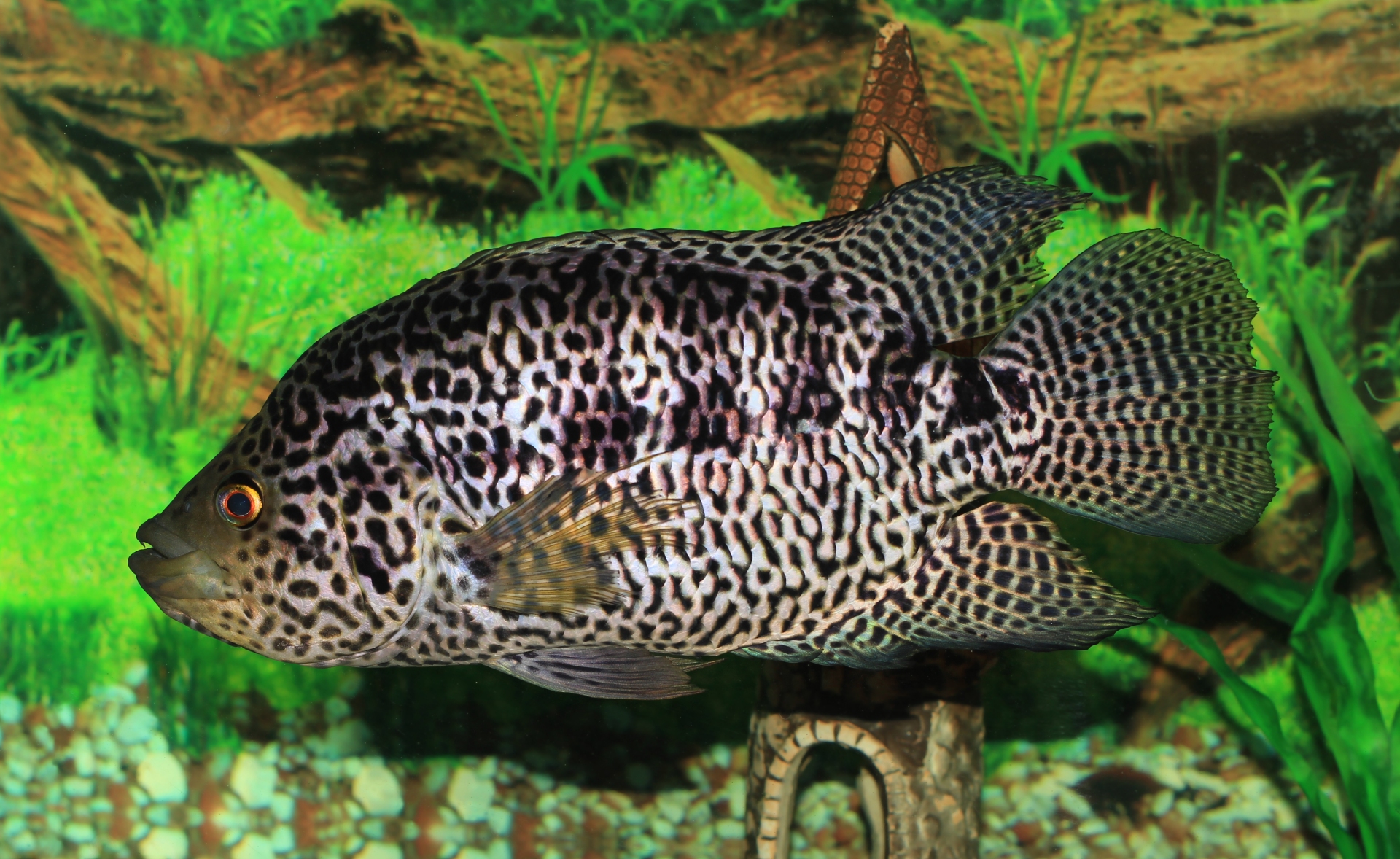 Free download high resolution image - free image free photo free stock image public domain picture -an adult jaguar cichlid, Cichlasoma managuense