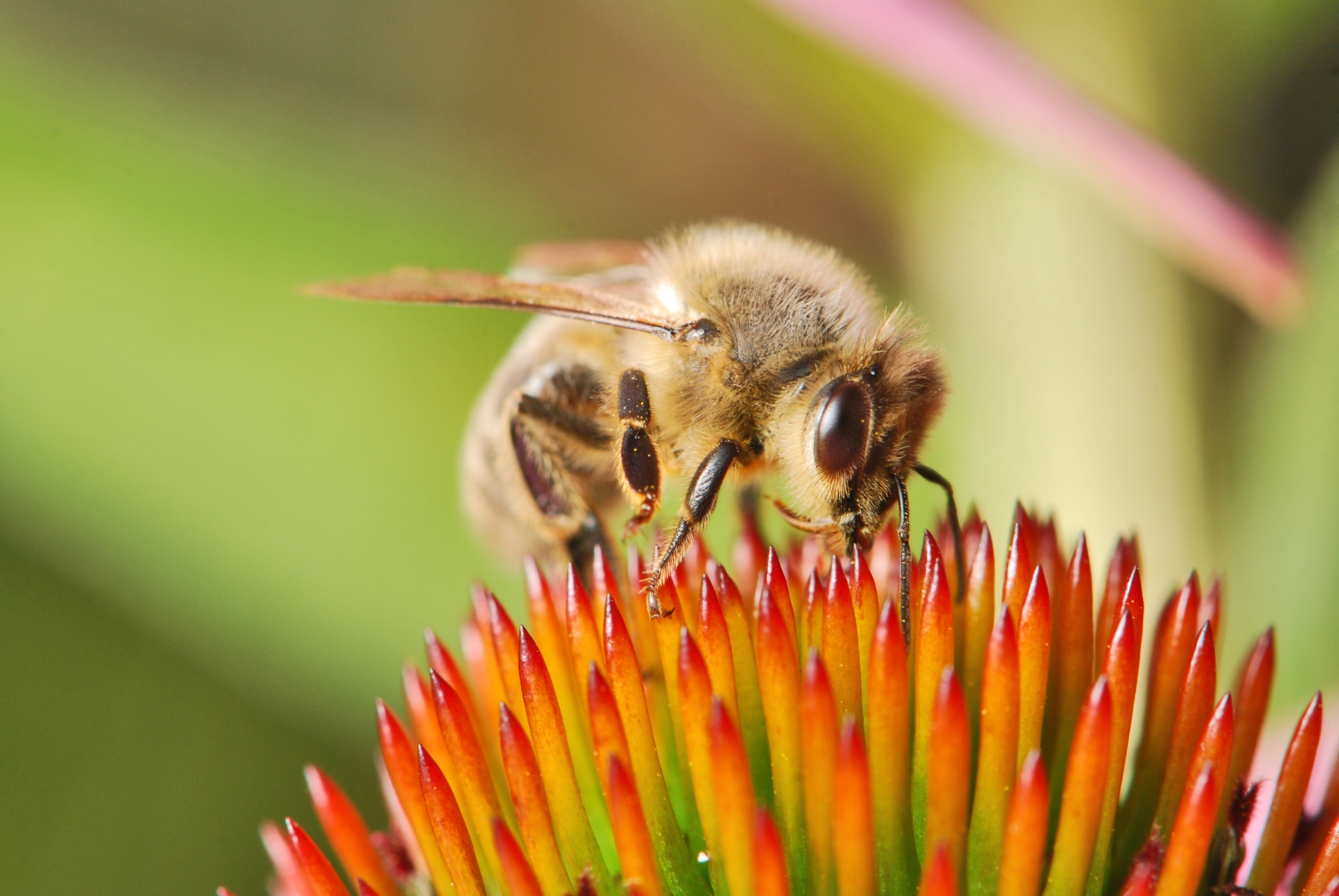 Free download high resolution image - free image free photo free stock image public domain picture -beautiful bee sucking the juicy nectar