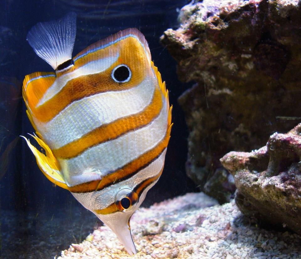 Free download high resolution image - free image free photo free stock image public domain picture  Exotic fish Chelmon rostratus