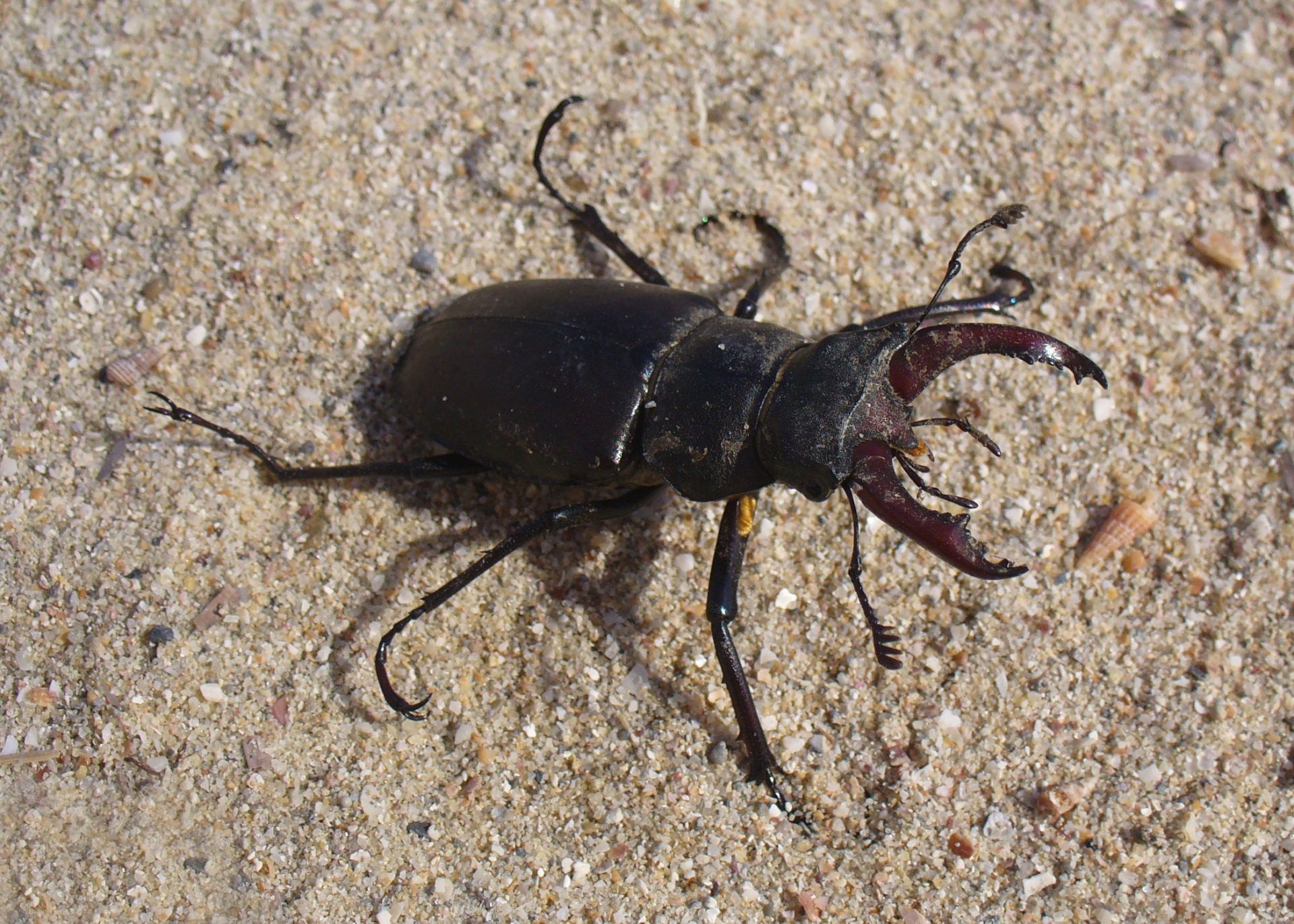 Free download high resolution image - free image free photo free stock image public domain picture -Stag beetle (Lucanus cervus)